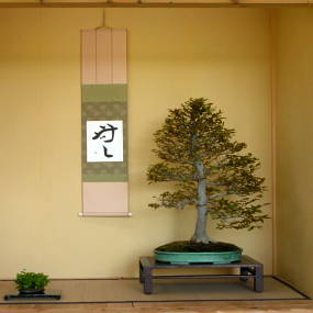 bonsai_3